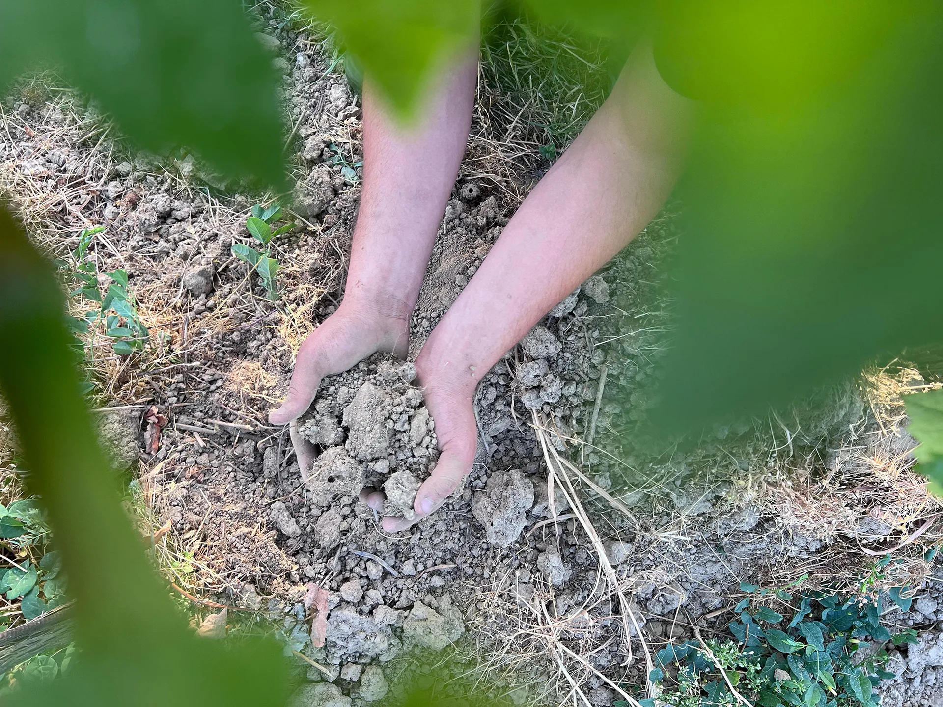 Zwei Hände halten Erde von der Riede Kirchberg.